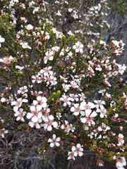 Leptospermum epacridoideum