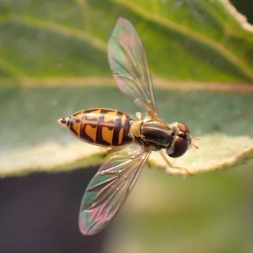 Unknown species found near Hutchinson Island, Savannah, GA, USA