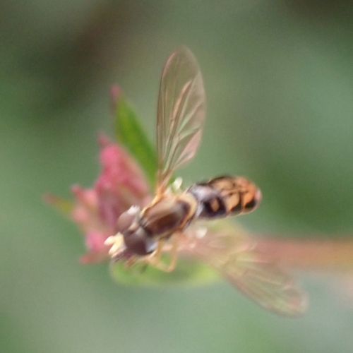 Unknown species found near Hutchinson Island, Savannah, GA, USA
