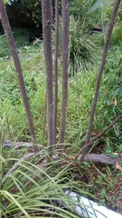 Commersonia bartramia