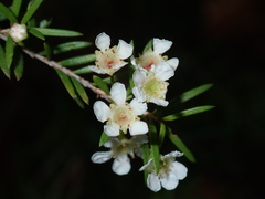 Sannantha pluriflora
