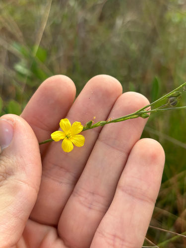 Florida Yellow Flax (Linum floridanum)