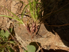 Carex deflexa boottii