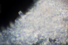 Galeropsis polytrichoides