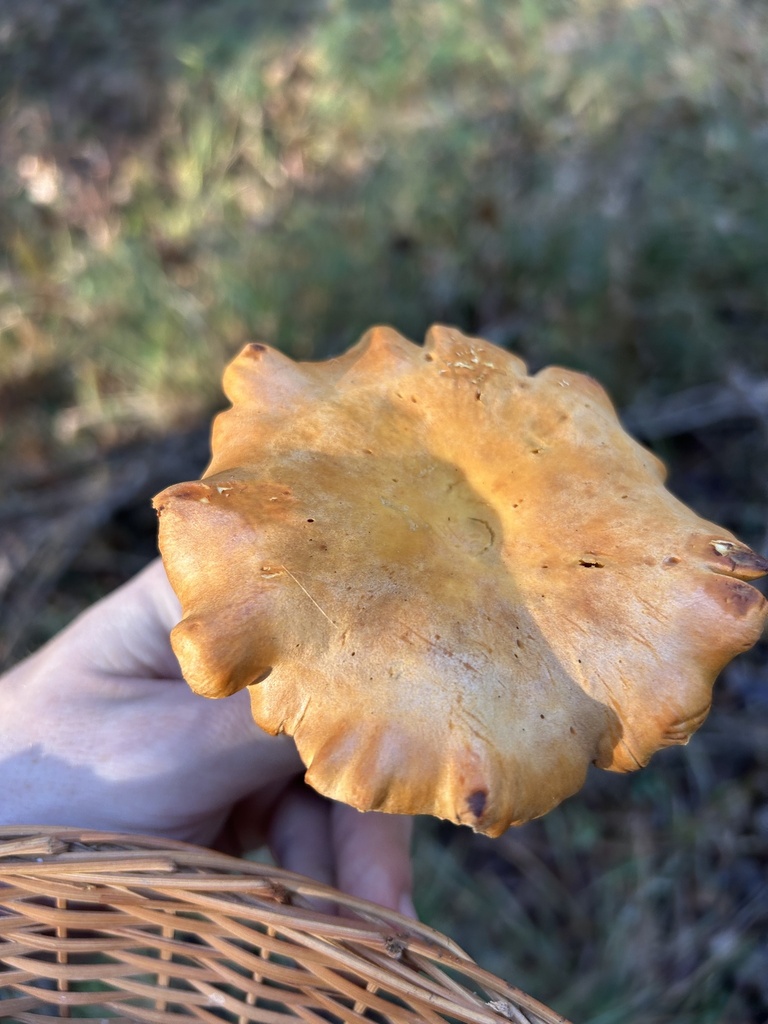 Omphalotus subilludens · November 2025 · photo: © dryopteris2 (iNaturalist, cc0)