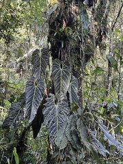 (c) danpatrick, some rights reserved (CC BY) Anthurium metallicum, photograph (c) danpatrick, some rights reserved (CC BY)