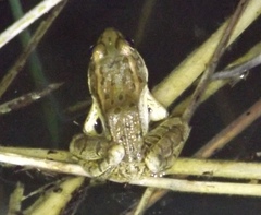 Lithobates yavapaiensis