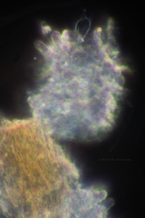 Galeropsis polytrichoides