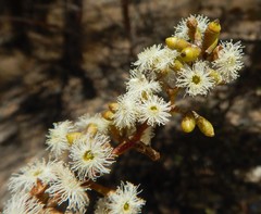 Eucalyptus behriana