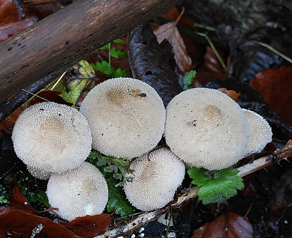 Lycoperdon perlatum · November 2025 · photo: © ikelman (iNaturalist, cc0)