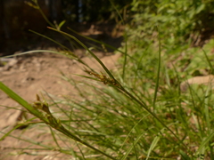 Carex deflexa boottii