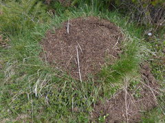 Carex deflexa boottii