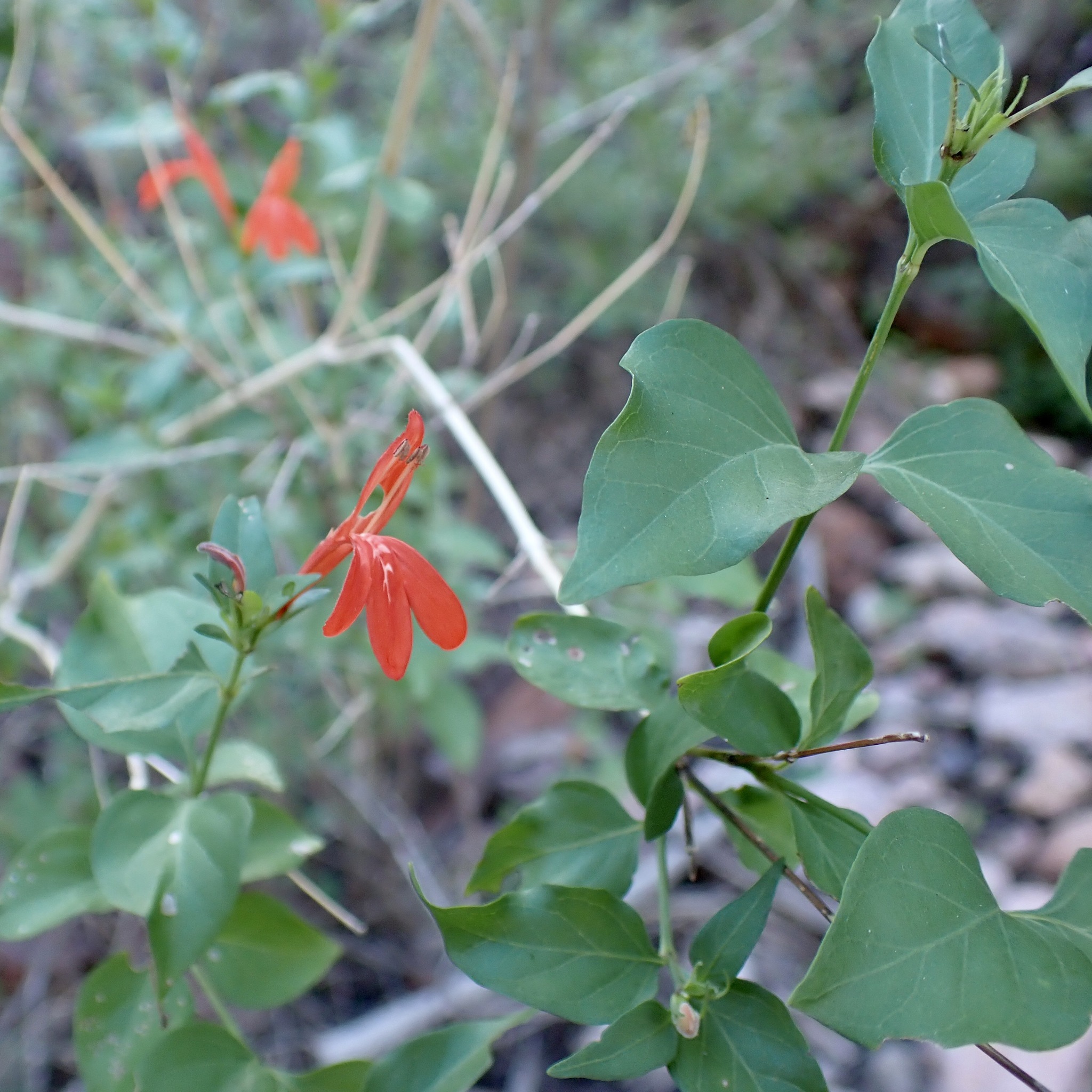 Arizona Water-Willow (Dianthera candicans)