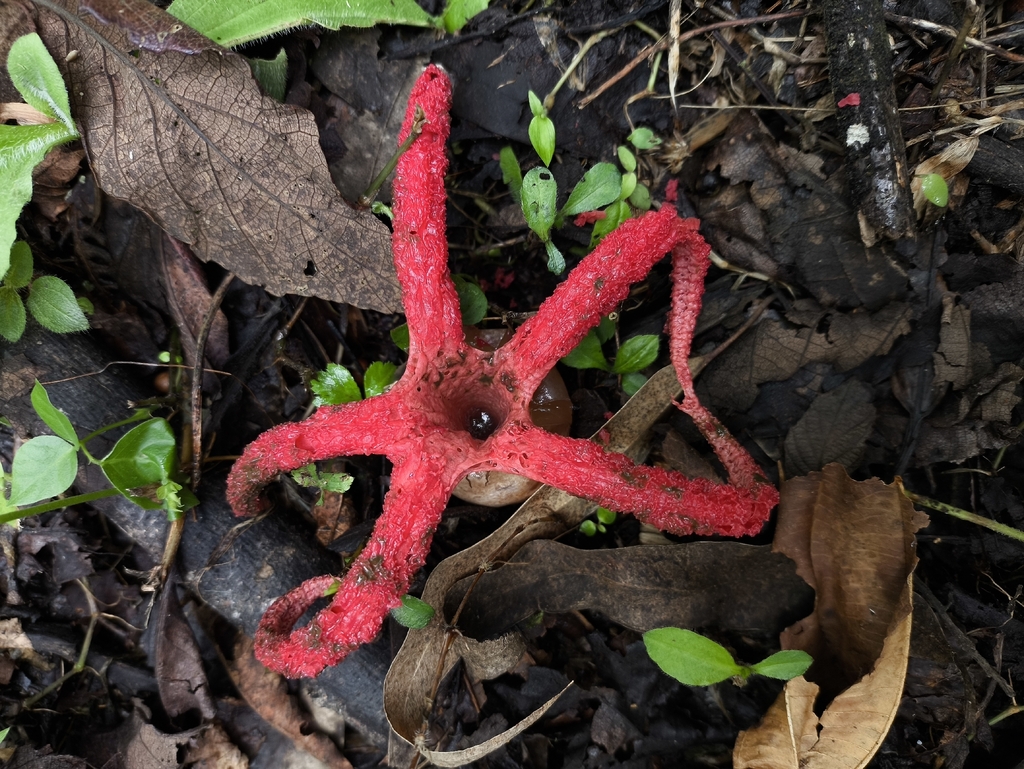 Clathrus archeri · October 2025 · photo: © cristianlopez (iNaturalist, cc0)