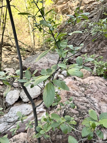 Cordia sonorae, photograph 3