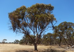 Eucalyptus behriana