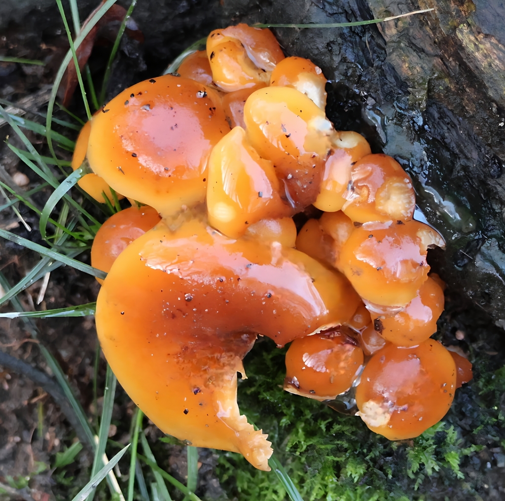 Flammulina · November 2025 · photo: © ikelman (iNaturalist, cc0)