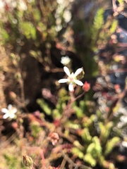Horkelia cuneata puberula