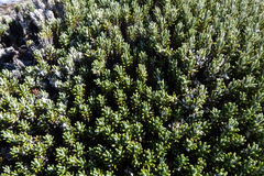 Celmisia ramulosa ramulosa