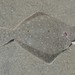 Diamond Turbot - Photo (c) Ben Cantrell, some rights reserved (CC BY-NC), uploaded by Ben Cantrell