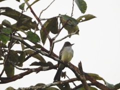 Myiarchus swainsoni