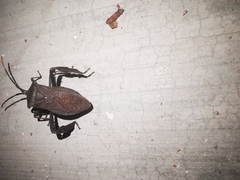 Acanthocephala femorata