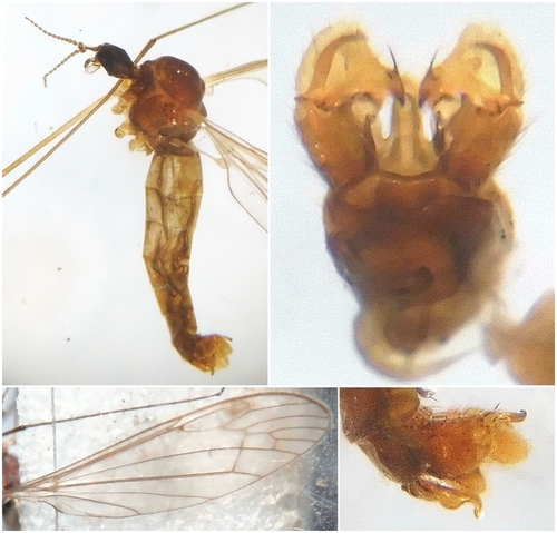 Dicranomyia bangerteri