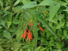 Begonia boliviensis
