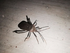 Acanthocephala femorata