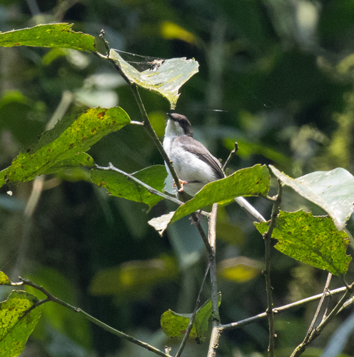 Grey Apalis (Apalis cinerea), photo 8