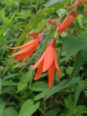 Begonia boliviensis