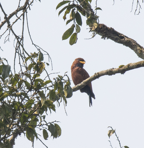 Blue-throated Roller (Eurystomus gularis), photo 3