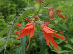 Begonia boliviensis