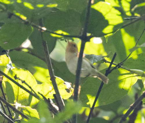 Red-faced Woodland Warbler (Phylloscopus laetus), photo 3