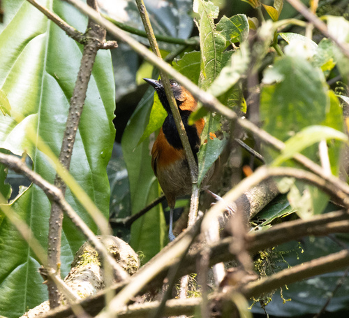 Black-faced Rufous Warbler (Bathmocercus rufus), photo 9