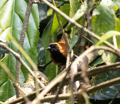 Black-faced Rufous Warbler (Bathmocercus rufus), photo 10