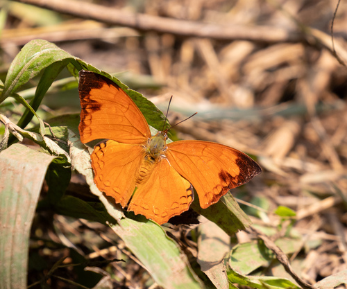 Charaxes paphianus