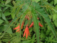 Begonia boliviensis