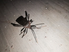 Acanthocephala femorata