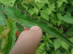 Begonia boliviensis