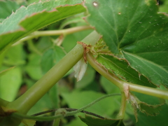 Begonia boliviensis
