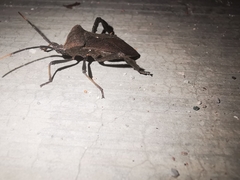 Acanthocephala femorata