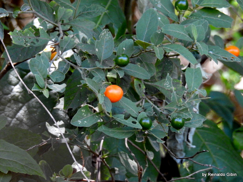 Solanum pseudocapsicum