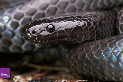 Eastern Small-eyed Snake sighting
