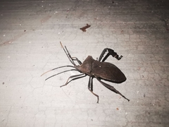 Acanthocephala femorata