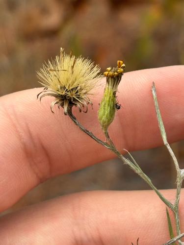 Narrowleaf Silkgrass (Pityopsis graminifolia)