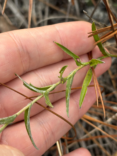 Zigzag Silkgrass (Pityopsis flexuosa)