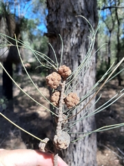 Allocasuarina fraseriana