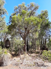 Allocasuarina fraseriana