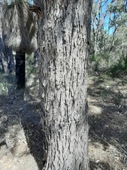 Allocasuarina fraseriana